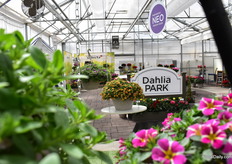 At Ball Horticultural.